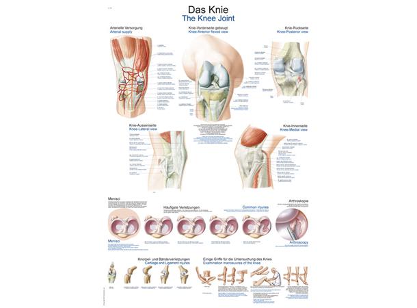 Plakat The Knee AL147